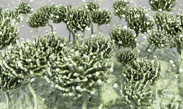ワクチン接種時代の新型コロナウイルス感染症関連肺アスペルギルス症の発生率