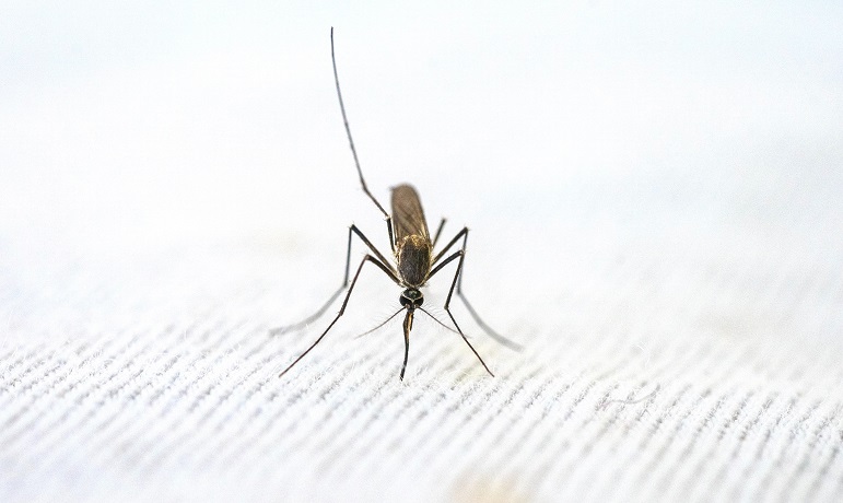 Gli anticorpi naturali costituiscono il progetto per un vaccino contro la malaria